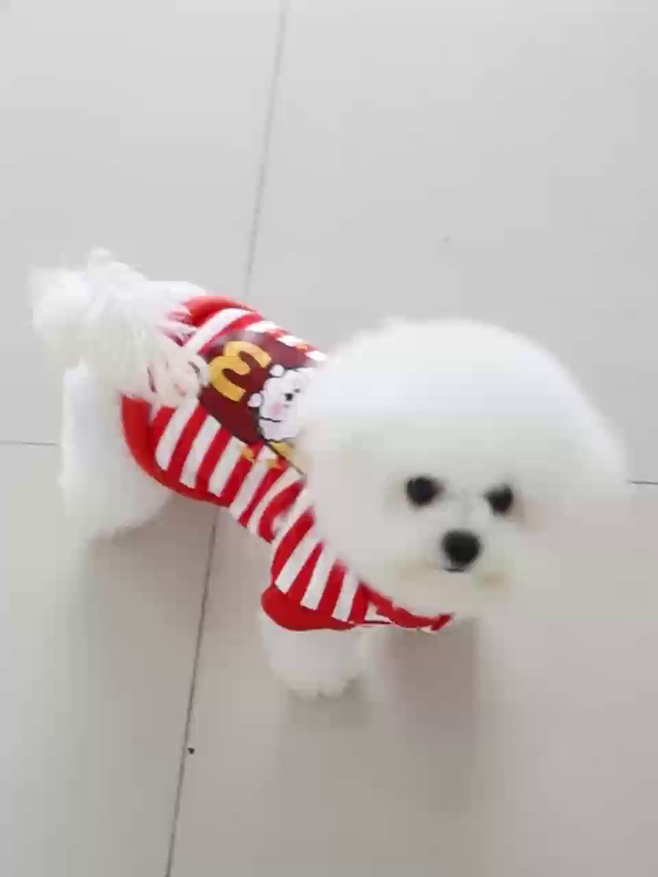 寵物服裝工廠代加工的秘密 從零售視角看產(chǎn)業(yè)鏈的隱形環(huán)節(jié)